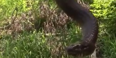 Ann Arbor snake